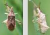 Ceraleptus lividus